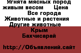 Ягнята мясных пород живым весом.  › Цена ­ 125 - Все города Животные и растения » Другие животные   . Крым,Бахчисарай